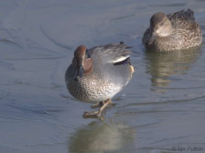Teal, Caerlaverock WWT, Dumfries