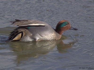 Teal, Caerlaverock WWT, Dumfries