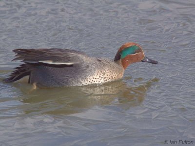 Teal, Caerlaverock WWT, Dumfries