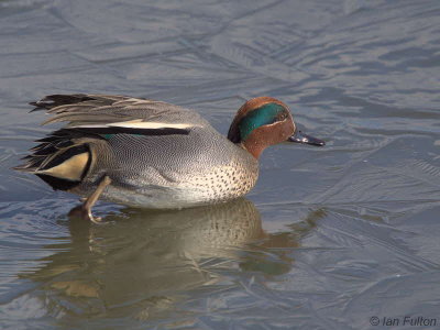 Teal, Caerlaverock WWT, Dumfries