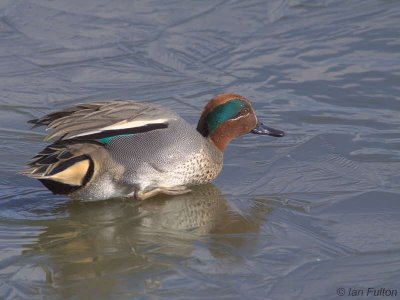 Teal, Caerlaverock WWT, Dumfries