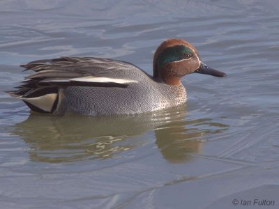 Teal, Caerlaverock WWT, Dumfries