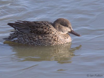 Teal, Caerlaverock WWT, Dumfries