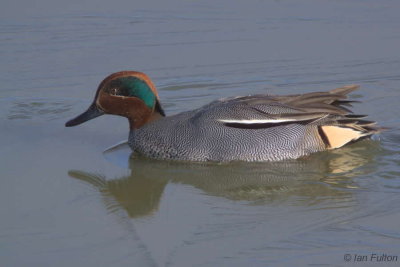 Teal, Caerlaverock WWT, Dumfries
