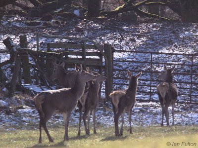 Red Deer, Gartfairn Wood-Loch Lomond NNR