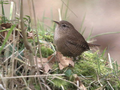 Wren, Dalzell Woods, Clyde