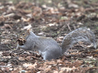 Grey Squirrel, Dalzell Woods, Clyde