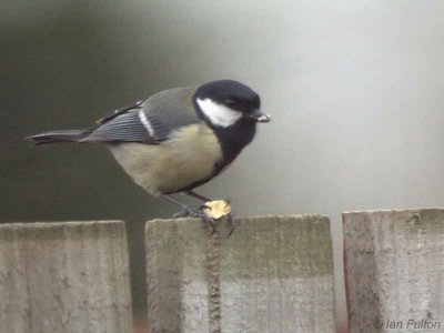 Great Tit, Baillieston, Glasgow