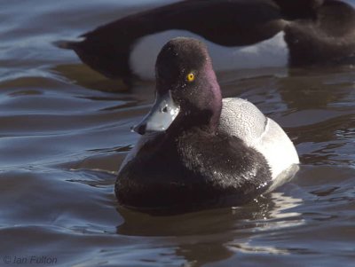 Lesser Scaup, Hogganfield Loch, Glasgow