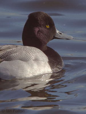 Lesser Scaup, Hogganfield Loch, Glasgow