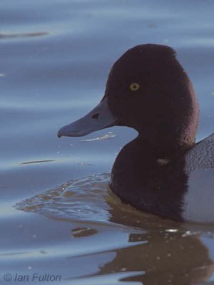 Lesser Scaup, Hogganfield Loch, Glasgow