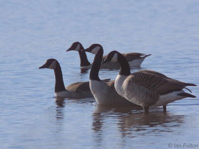 Canada Geese, Endrick Water-Loch Lomond NNR, CLyde