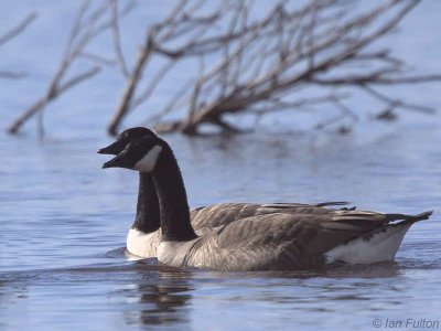 Canada Geese, Endrick Water-Loch Lomond NNR, CLyde
