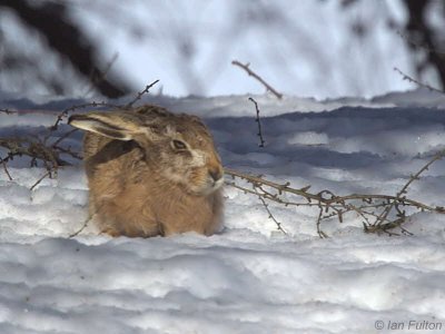 Brown Hare, Glen Quaich, Perth & Kinross