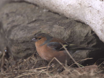 Chaffinch, Glen Quaich, Perth & Kinross