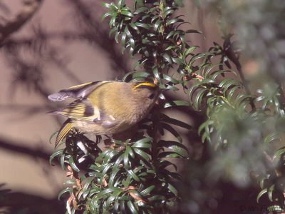 Goldcrest, Dalzell Woods-Motherwell, Clyde