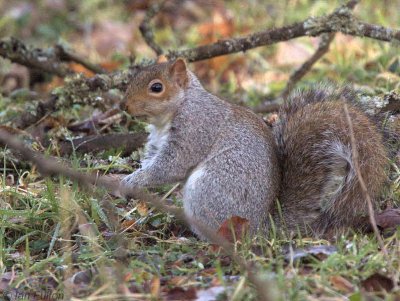 Grey Squirrel, Dalzell Woods, Clyde
