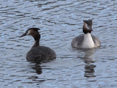 Great Crested Grebe, Hogganfield Loch, Clyde