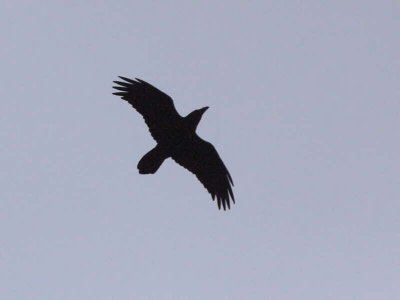 Raven, Lang Craigs-Dumbarton, Clyde