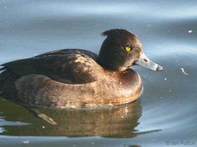 Tufted Duck (female), Hogganfield Loch, Glasgow