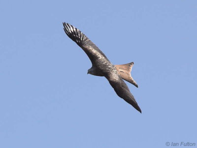 Red Kite, Argaty, Forth