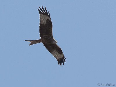 Red Kite, Argaty, Forth