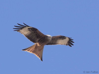 Red Kite, Argaty, Forth