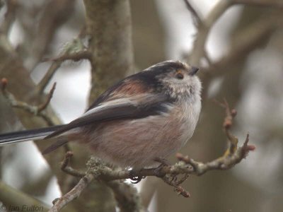 Long-tailed Tit, Aber Bog-Loch Lomond NNR, Clyde