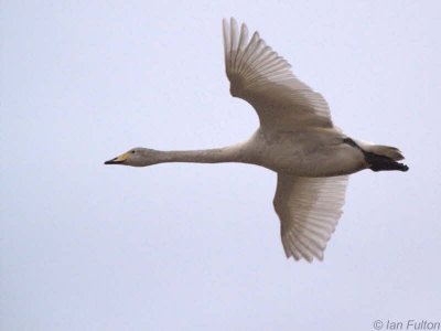 Whooper Swan, Aber Bog-Loch Lomond NNR, Clyde
