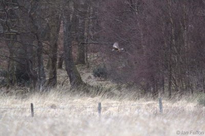 Hen Harrier, Aber Bog-Loch Lomond NNR, Clyde