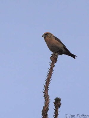 Common Crossbill (male), Drymen Road Cottage, Forth