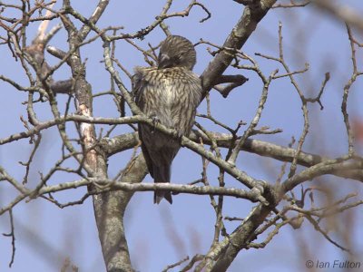 Common Crossbill (1st winter), Drymen Road Cottage, Forth