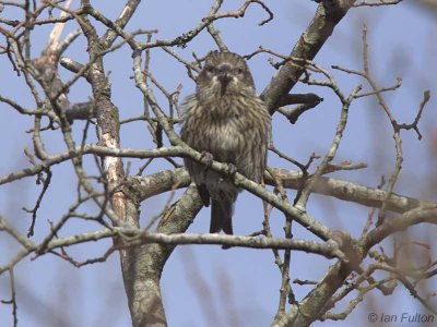 Common Crossbill (1st winter), Drymen Road Cottage, Forth