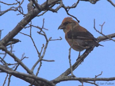 Common Crossbill (male), Drymen Road Cottage, Forth