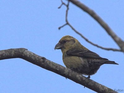 Common Crossbill (female), Drymen Road Cottage, Forth