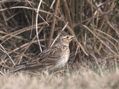 Skylark, Crom Mhin marsh-Loch Lomond NNR, Clyde