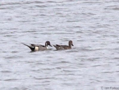 Pintail, Baron's Haugh RSPB, Clyde