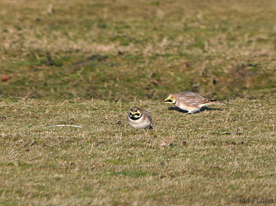 Shore Lark, John Muir CP-Dunbar, Lothian