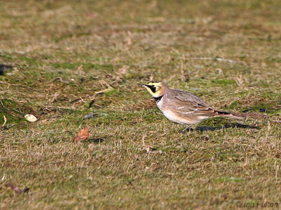 Shore Lark, John Muir CP-Dunbar, Lothian