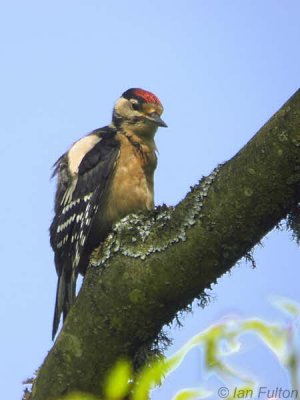 Great Spotted Woopecker(juvenile), Lang Craigs-Dumbarton, Clyde