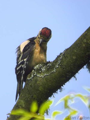 Great Spotted Woopecker(juvenile), Lang Craigs-Dumbarton, Clyde