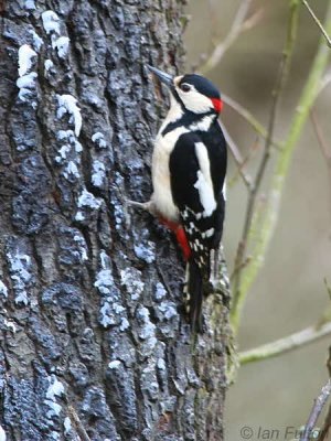 Great Spotted Woopecker, Montreathmont Forest, Angus