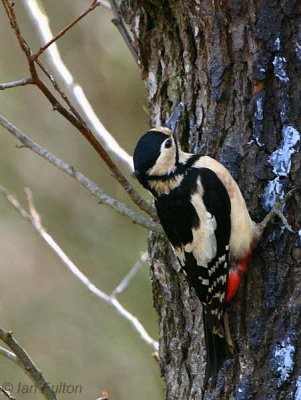 Great Spotted Woopecker, Montreathmont Forest, Angus