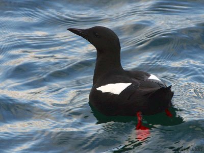 Black Guillemot