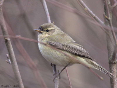 Chiffchaff, Sallochy-Loch Lomond, Clyde