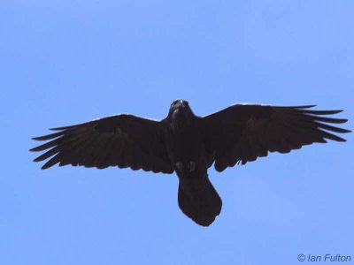 Raven, Lang Craigs-Dumbarton, Clyde