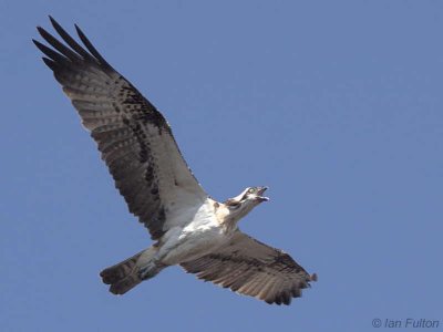 Osprey, Loch Lomond, Clyde