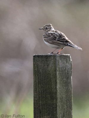 Skylark, Crom Mhin marsh-Loch Lomond NNR, Clyde