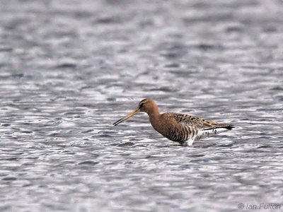 Black-tailed Godwit, Carbarns Pool, Clyde