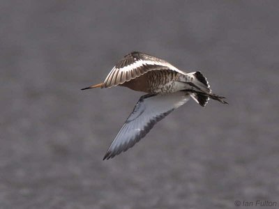 Black-tailed Godwit, Carbarns Pool, Clyde